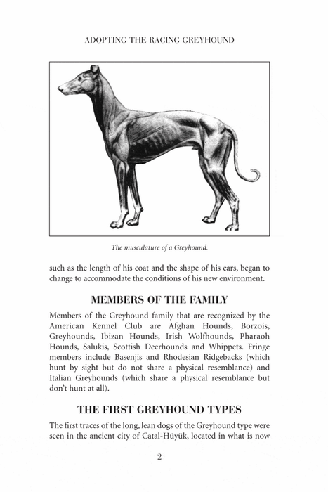 Adopting the Racing Greyhound