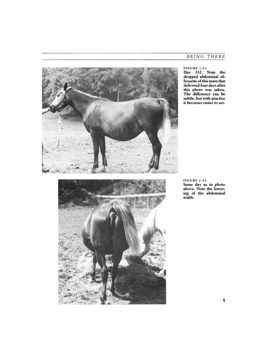 The Complete Book of Foaling