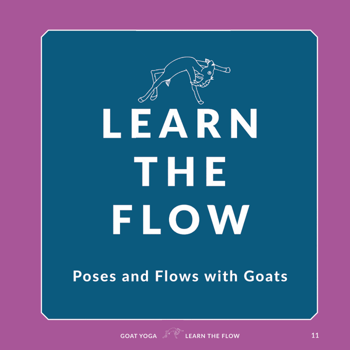 Goat Yoga: The Light in Me Honors the Goat in You