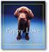 Puppy Love book cover