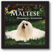 The Maltese: Diminutive Aristocrat book cover
