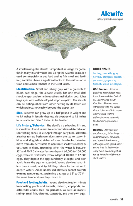 Ken Schultz's Field Guide to Freshwater Fish [Book]
