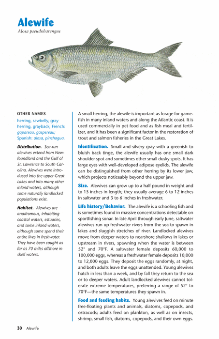 Ken Schultz's Fishing Encyclopedia: Schultz, Ken: 9780028620572
