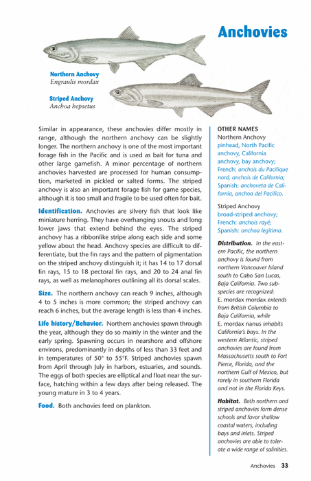 Ken Schultz's Field Guide to Saltwater Fish — Turner Publishing Ken Schultz's Field Guide to Saltwater Fish — Turner Publishing