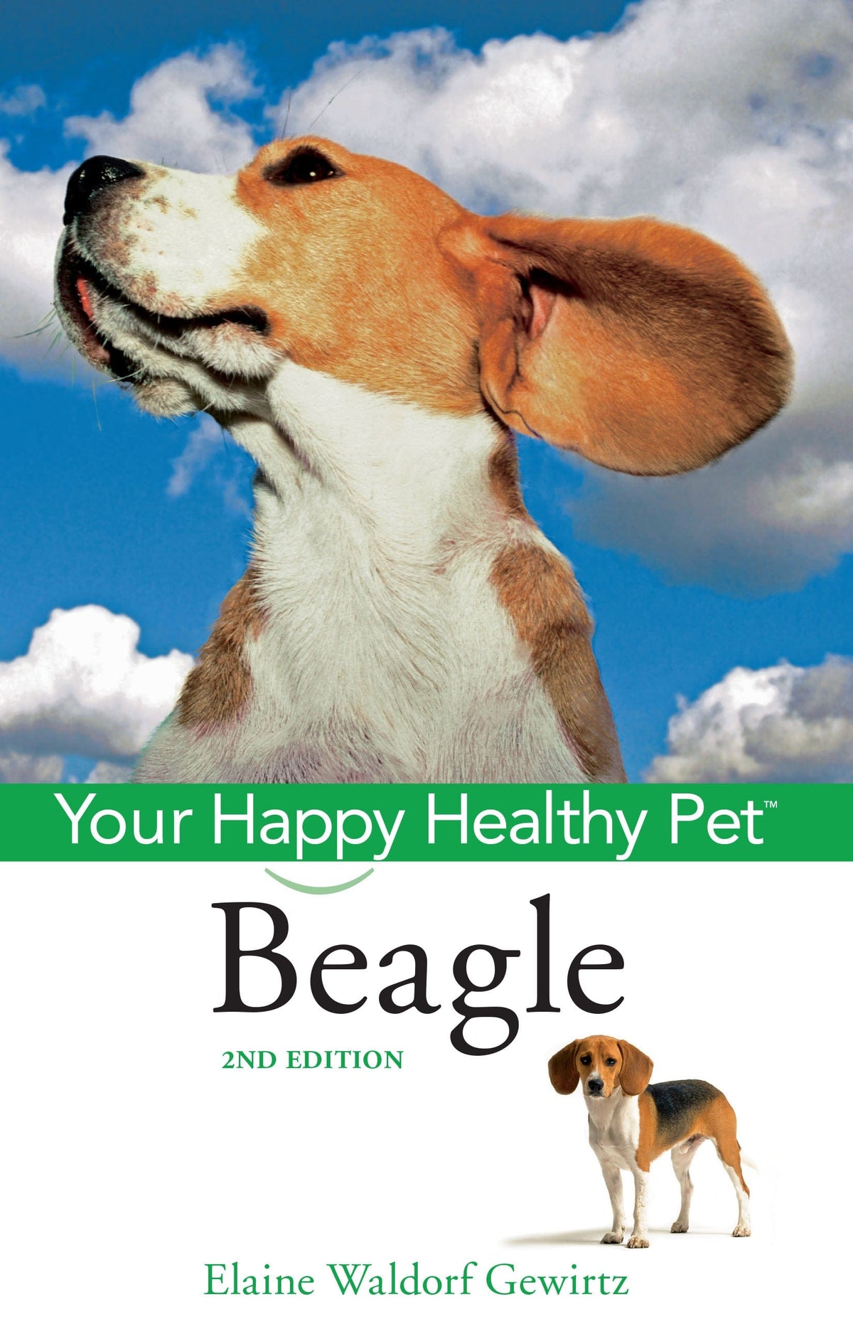 Fashion healthy beagle